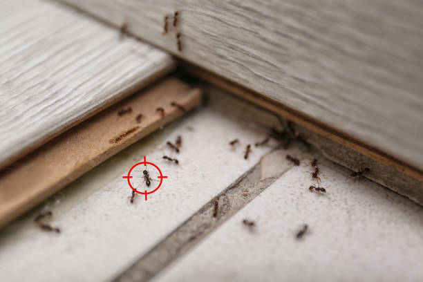 Best Exterminator Services  in Bangs, TX