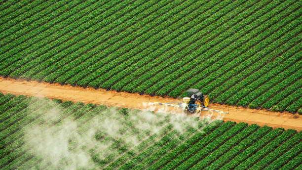 Best Termite Control Services  in Bangs, TX