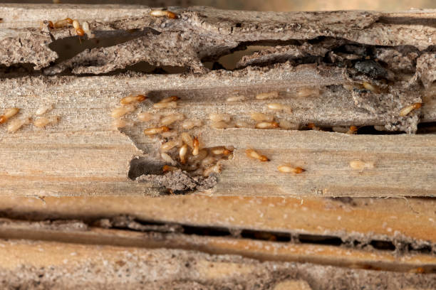 Best Affordable Exterminators  in Bangs, TX